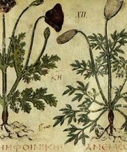 Eluminure, manuscrit, herbier, graphie grecque