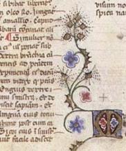 Décor manuscrit, mouches