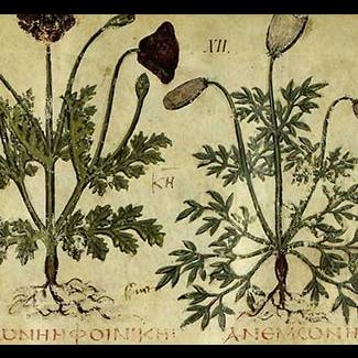 Eluminure, manuscrit, herbier, graphie grecque