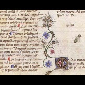 Décor manuscrit, mouches