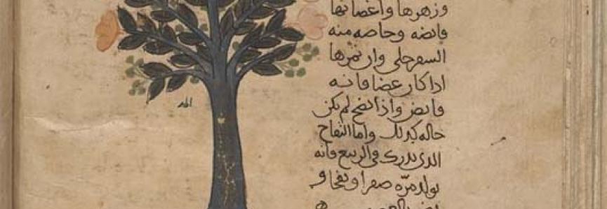 Manuscrit arabe, dessin arbre